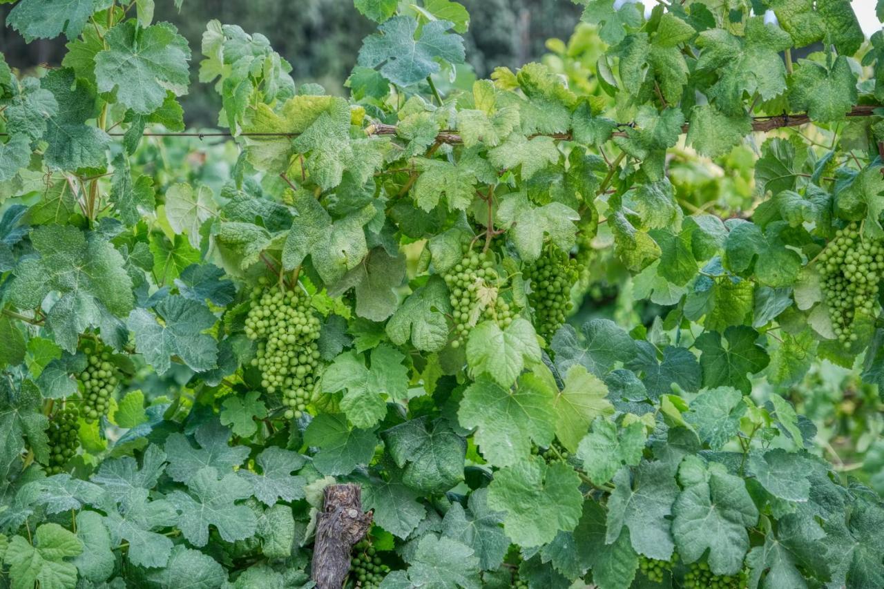 Quinta Da Mourinha Lejlighed Arcos de Valdevez Eksteriør billede